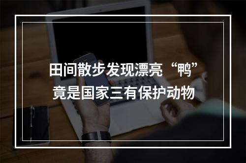 田间散步发现漂亮“鸭” 竟是国家三有保护动物