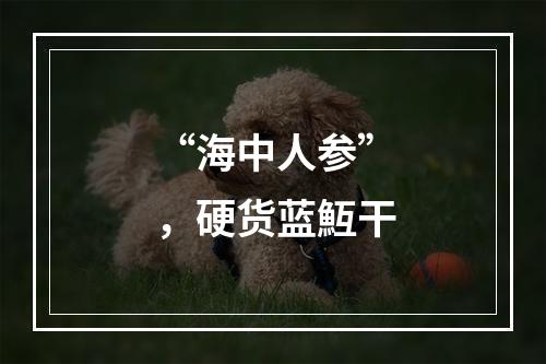 “海中人参”，硬货蓝魱干