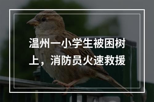 温州一小学生被困树上，消防员火速救援