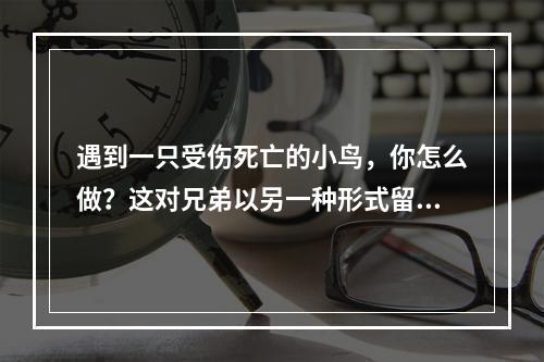 遇到一只受伤死亡的小鸟，你怎么做？这对兄弟以另一种形式留住它