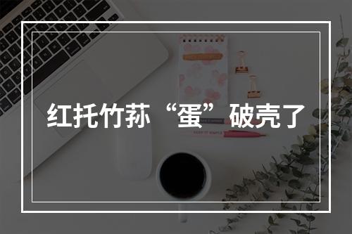 红托竹荪“蛋”破壳了