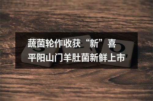 蔬菌轮作收获“新”喜 平阳山门羊肚菌新鲜上市