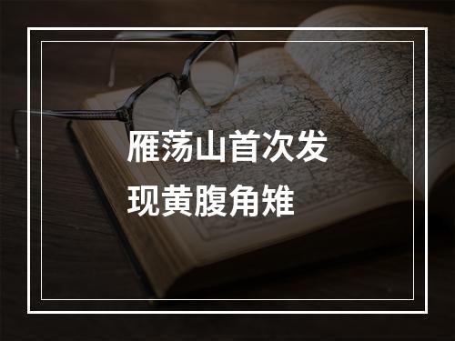 雁荡山首次发现黄腹角雉