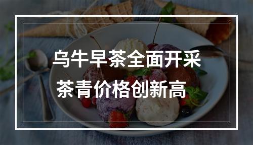 乌牛早茶全面开采 茶青价格创新高