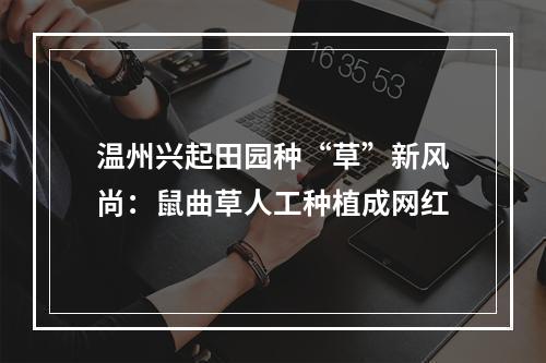 温州兴起田园种“草”新风尚：鼠曲草人工种植成网红