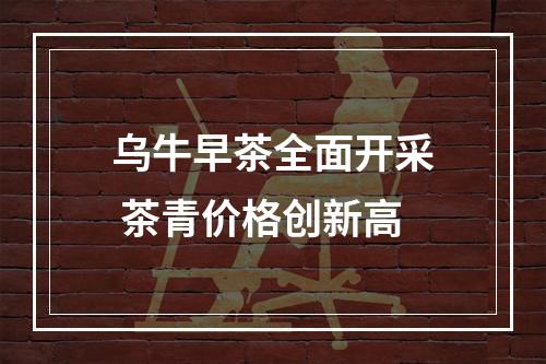 乌牛早茶全面开采 茶青价格创新高