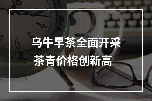 乌牛早茶全面开采 茶青价格创新高