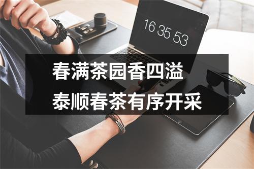 春满茶园香四溢 泰顺春茶有序开采