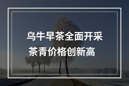 乌牛早茶全面开采 茶青价格创新高