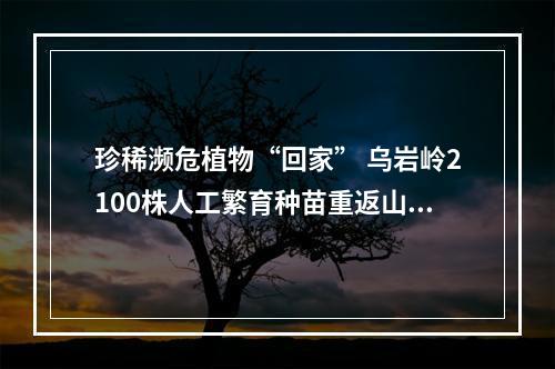 珍稀濒危植物“回家” 乌岩岭2100株人工繁育种苗重返山林