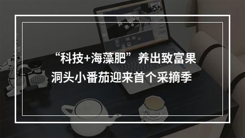 “科技+海藻肥”养出致富果 洞头小番茄迎来首个采摘季