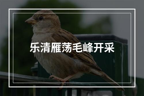 乐清雁荡毛峰开采