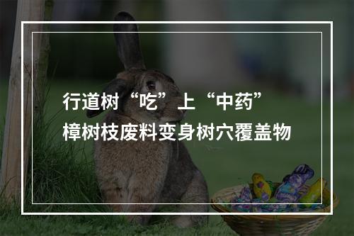 行道树“吃”上“中药” 樟树枝废料变身树穴覆盖物