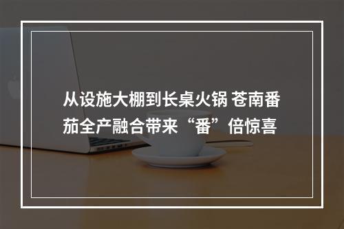 从设施大棚到长桌火锅 苍南番茄全产融合带来“番”倍惊喜