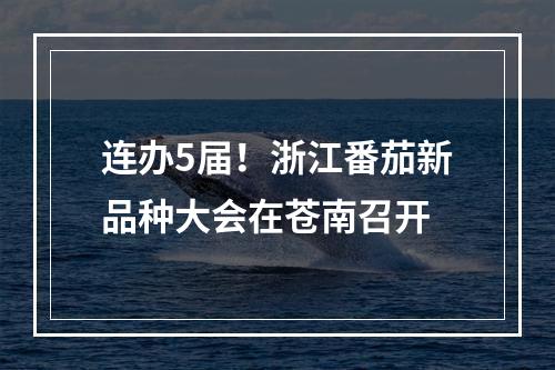 连办5届！浙江番茄新品种大会在苍南召开
