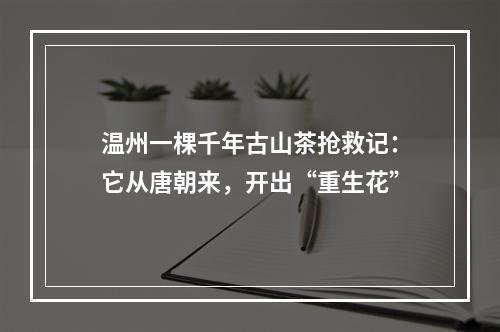 温州一棵千年古山茶抢救记：它从唐朝来，开出“重生花”