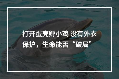 打开蛋壳孵小鸡 没有外衣保护，生命能否“破局”