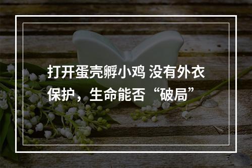 打开蛋壳孵小鸡 没有外衣保护，生命能否“破局”