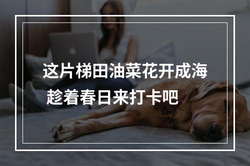 这片梯田油菜花开成海 趁着春日来打卡吧