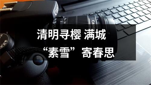 清明寻樱 满城“素雪”寄春思