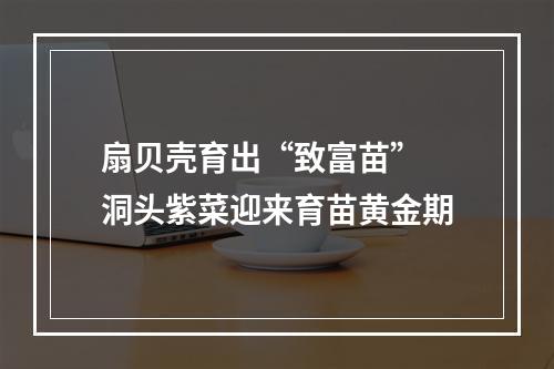 扇贝壳育出“致富苗” 洞头紫菜迎来育苗黄金期