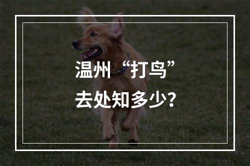 温州“打鸟”去处知多少？