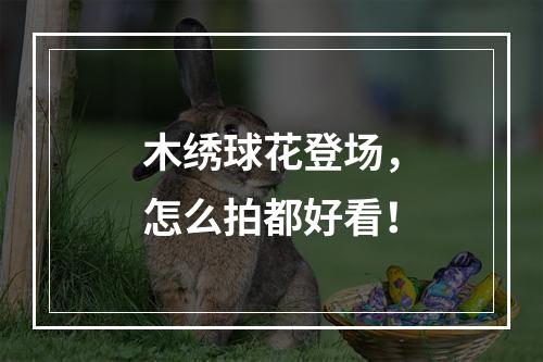 木绣球花登场，怎么拍都好看！