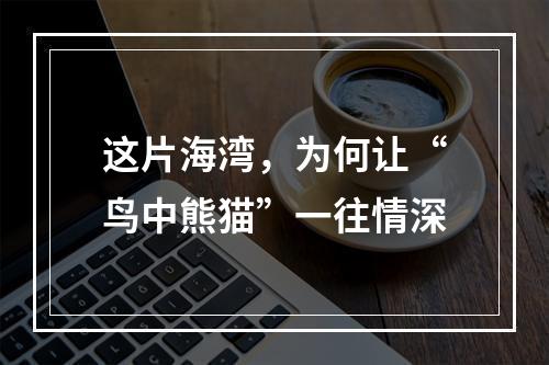这片海湾，为何让“鸟中熊猫”一往情深