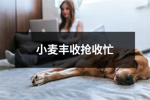小麦丰收抢收忙