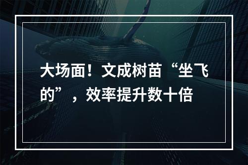 大场面！文成树苗“坐飞的”，效率提升数十倍