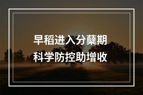 早稻进入分蘖期 科学防控助增收