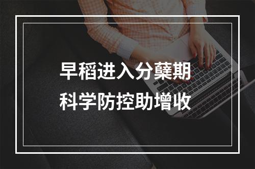 早稻进入分蘖期 科学防控助增收