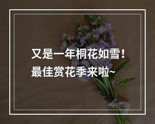 又是一年桐花如雪！最佳赏花季来啦~