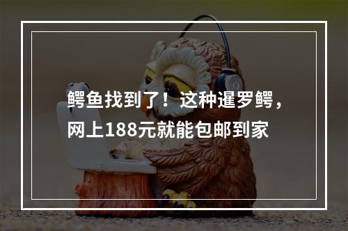 鳄鱼找到了！这种暹罗鳄，网上188元就能包邮到家