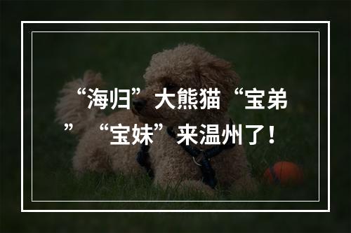 “海归”大熊猫“宝弟”“宝妹”来温州了！