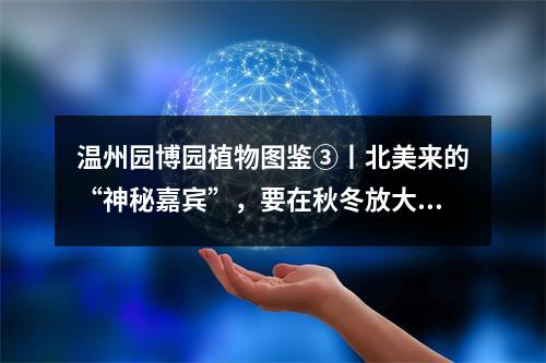 温州园博园植物图鉴③丨北美来的“神秘嘉宾”，要在秋冬放大招！