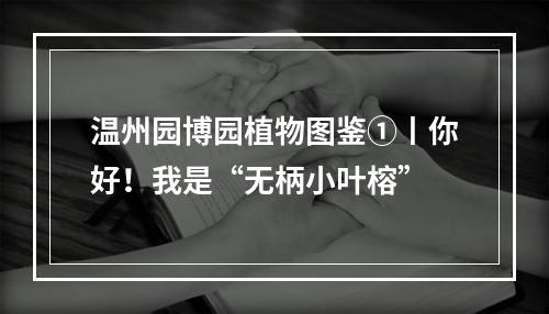 温州园博园植物图鉴①丨你好！我是“无柄小叶榕”