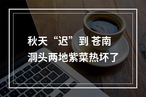 秋天“迟”到 苍南洞头两地紫菜热坏了