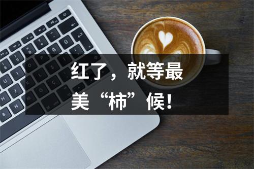 红了，就等最美“柿”候！