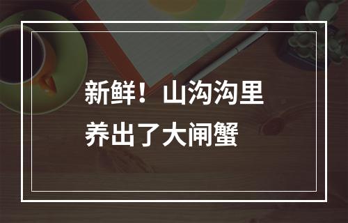 新鲜！山沟沟里养出了大闸蟹