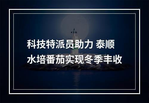 科技特派员助力 泰顺水培番茄实现冬季丰收