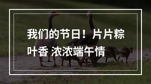 我们的节日！片片粽叶香 浓浓端午情