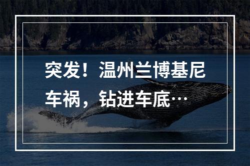 突发！温州兰博基尼车祸，钻进车底…