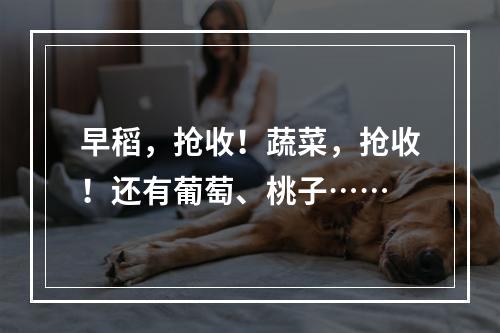 早稻，抢收！蔬菜，抢收！还有葡萄、桃子……