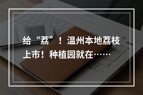 给“荔”！温州本地荔枝上市！种植园就在……