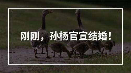 刚刚，孙杨官宣结婚！