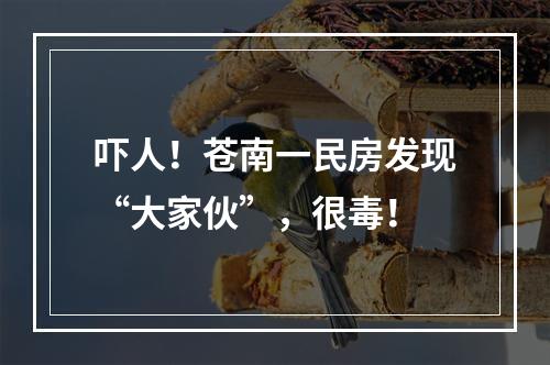 吓人！苍南一民房发现“大家伙”，很毒！