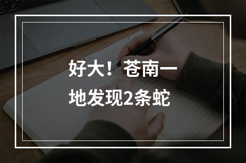 好大！苍南一地发现2条蛇