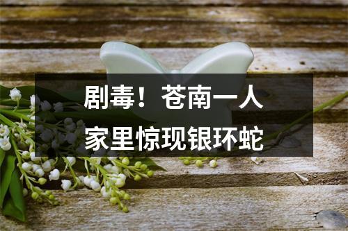 剧毒！苍南一人家里惊现银环蛇