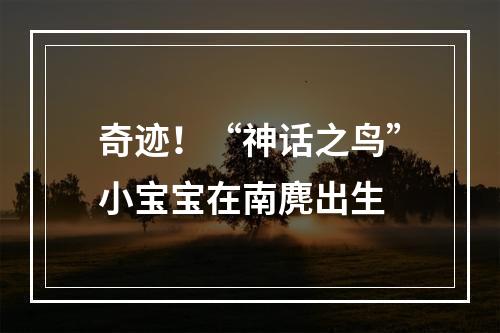 奇迹！“神话之鸟”小宝宝在南麂出生